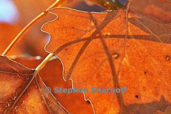 winter leaves 2 graphic